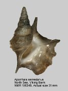 Aporrhais serresianus (5)